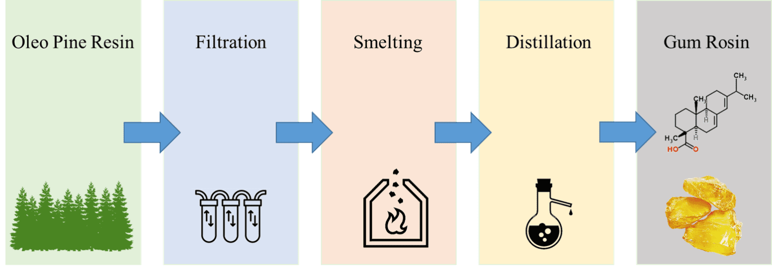 Gum-rosin-manufacturing-process